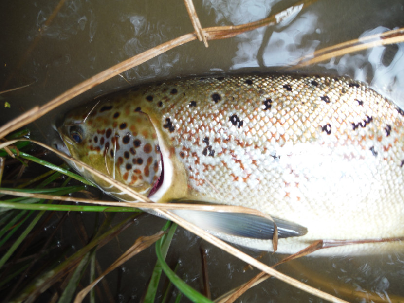 This salmon liked a spider